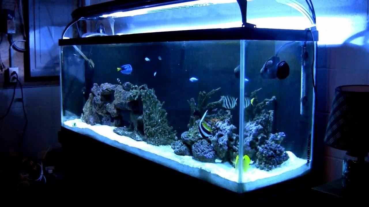 Tampilan setup fish only with live rock atau FOWLR